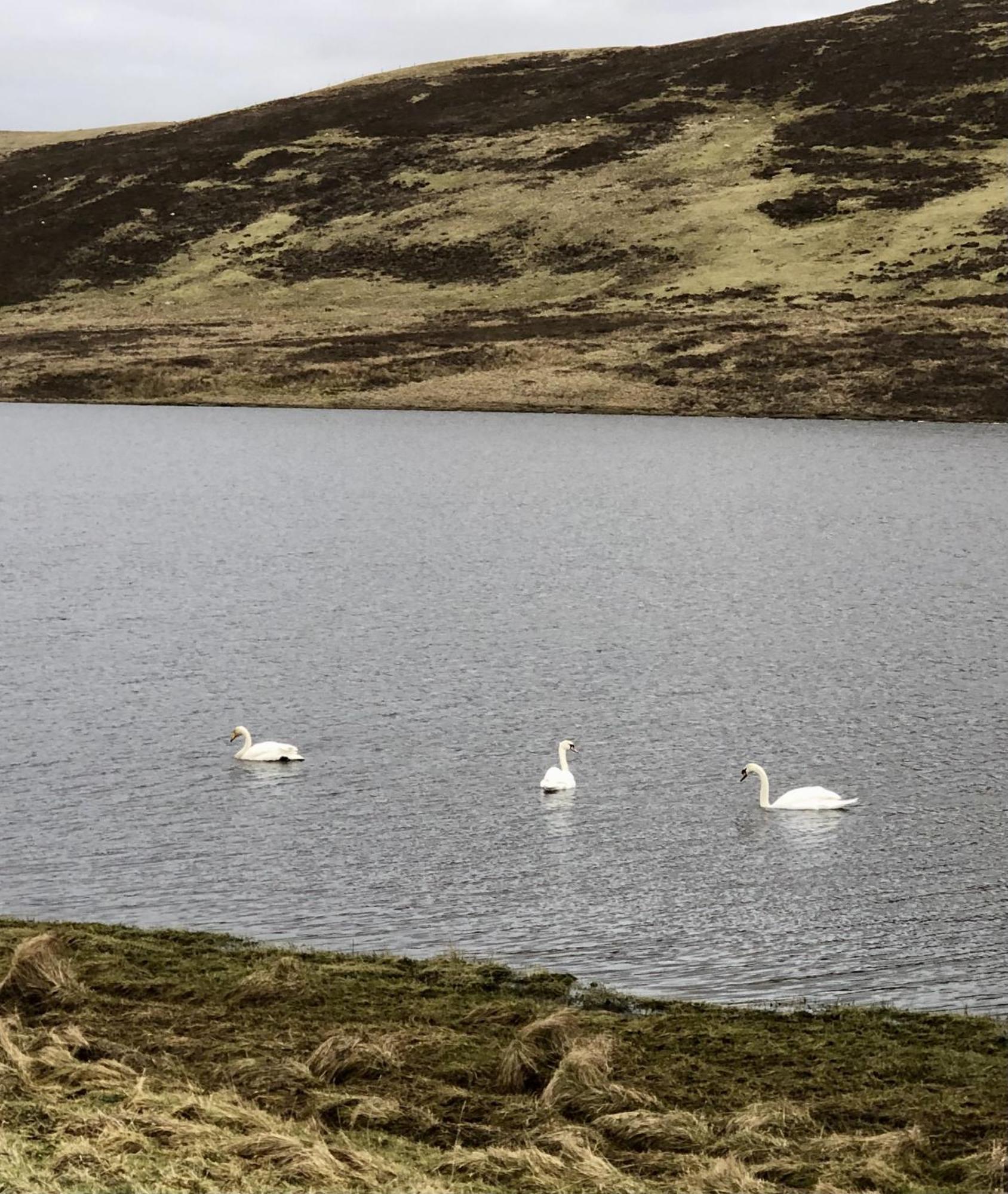 Scalloway Caravan Park Kültér fotó